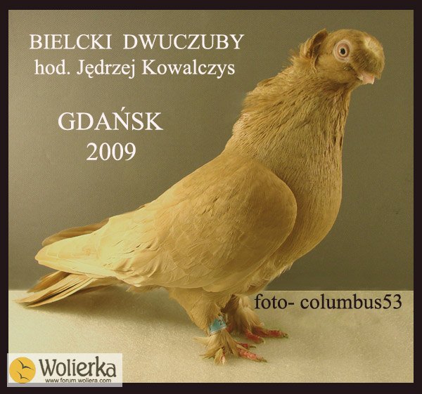 BIELCKI DWUCZUBY - GDASK 2009